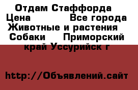 Отдам Стаффорда › Цена ­ 2 000 - Все города Животные и растения » Собаки   . Приморский край,Уссурийск г.